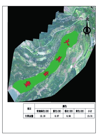 大渡口打造两处彩色稻田景观